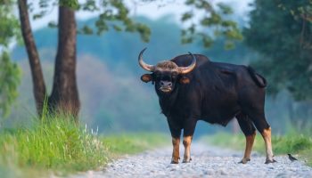 Bison